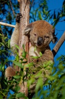 Koala - Phascolarctos cinereus o4057